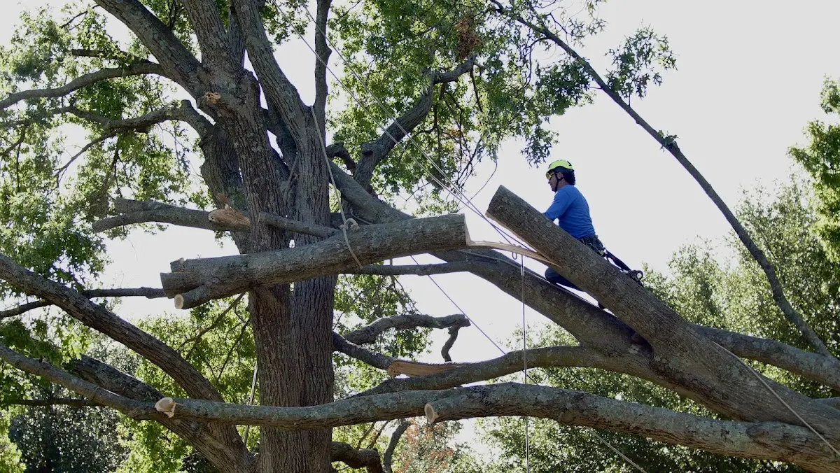 Professional Crown Thinning performed by certified arborists in South Woodstock