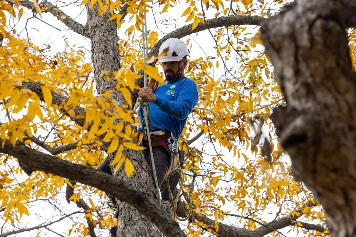 Skilled Tree Pruning crew working in South Woodstock