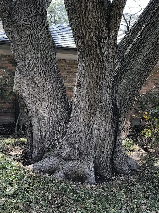 Mature heritage tree close to a South Woodstock property cared for by certified arborists